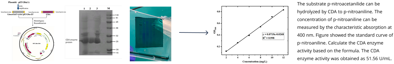 Laboratory Execution and Protein Expression